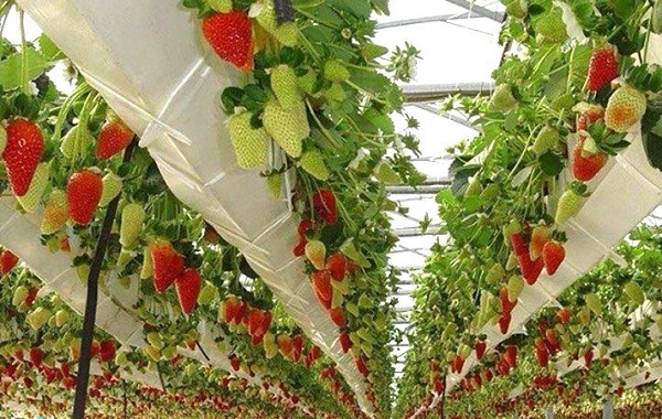 DÂU TÂY HÀN QUỐC – BeryBee